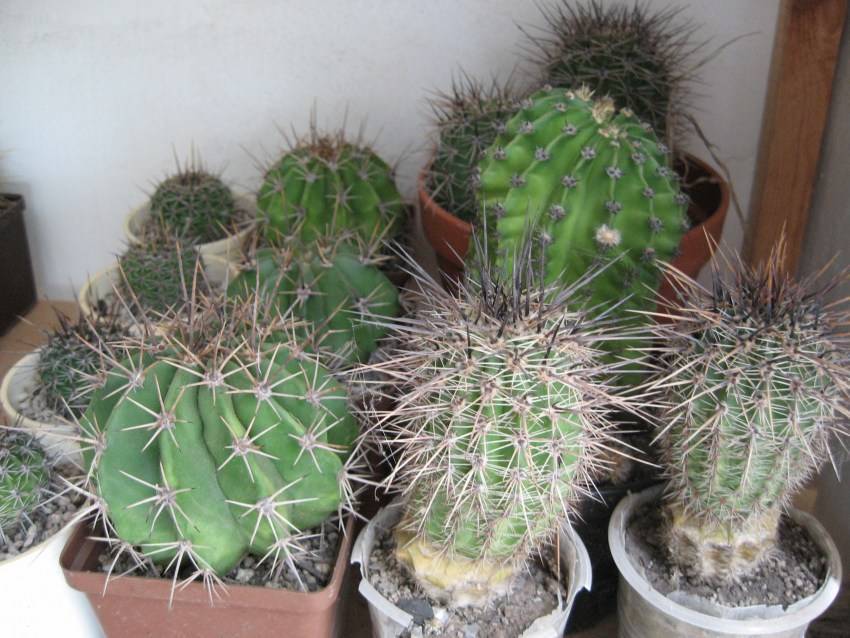 Эхинопсис: фото кактуса, уход в домашних условиях, виды