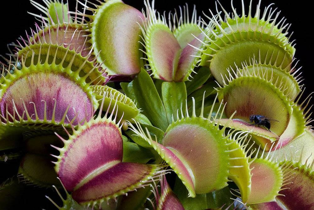 Неземная красота: 16  необычных комнатных растений, о которых вы не знали