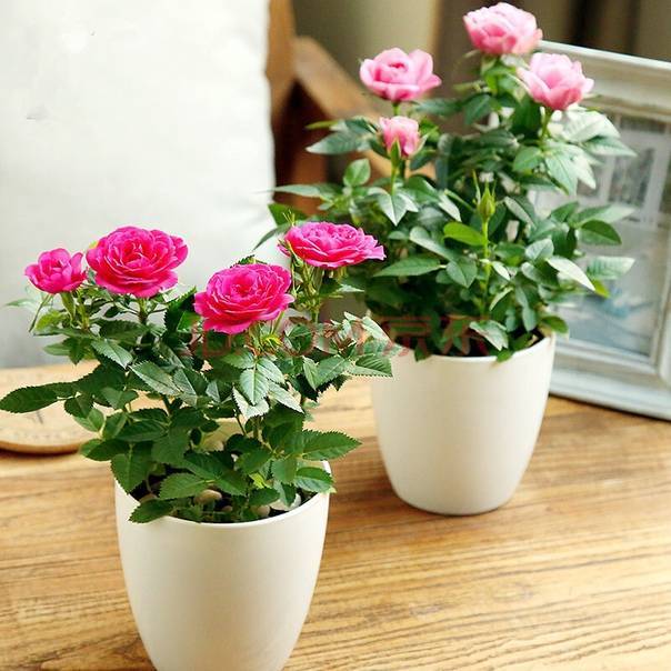 Разновидности прелестной розы микс. особенности выращивания и ухода за цветком в домашних условиях