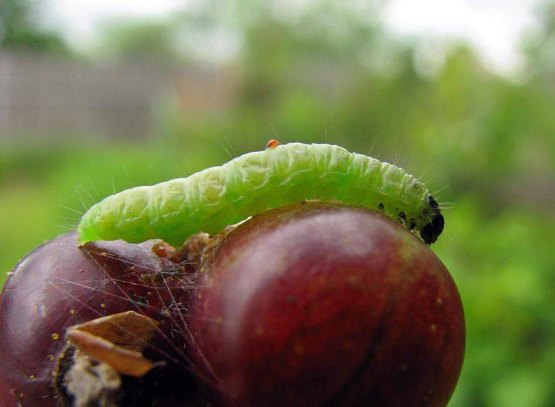 Зеленые гусеницы на крыжовнике: способы борьбы, 3 народных средства