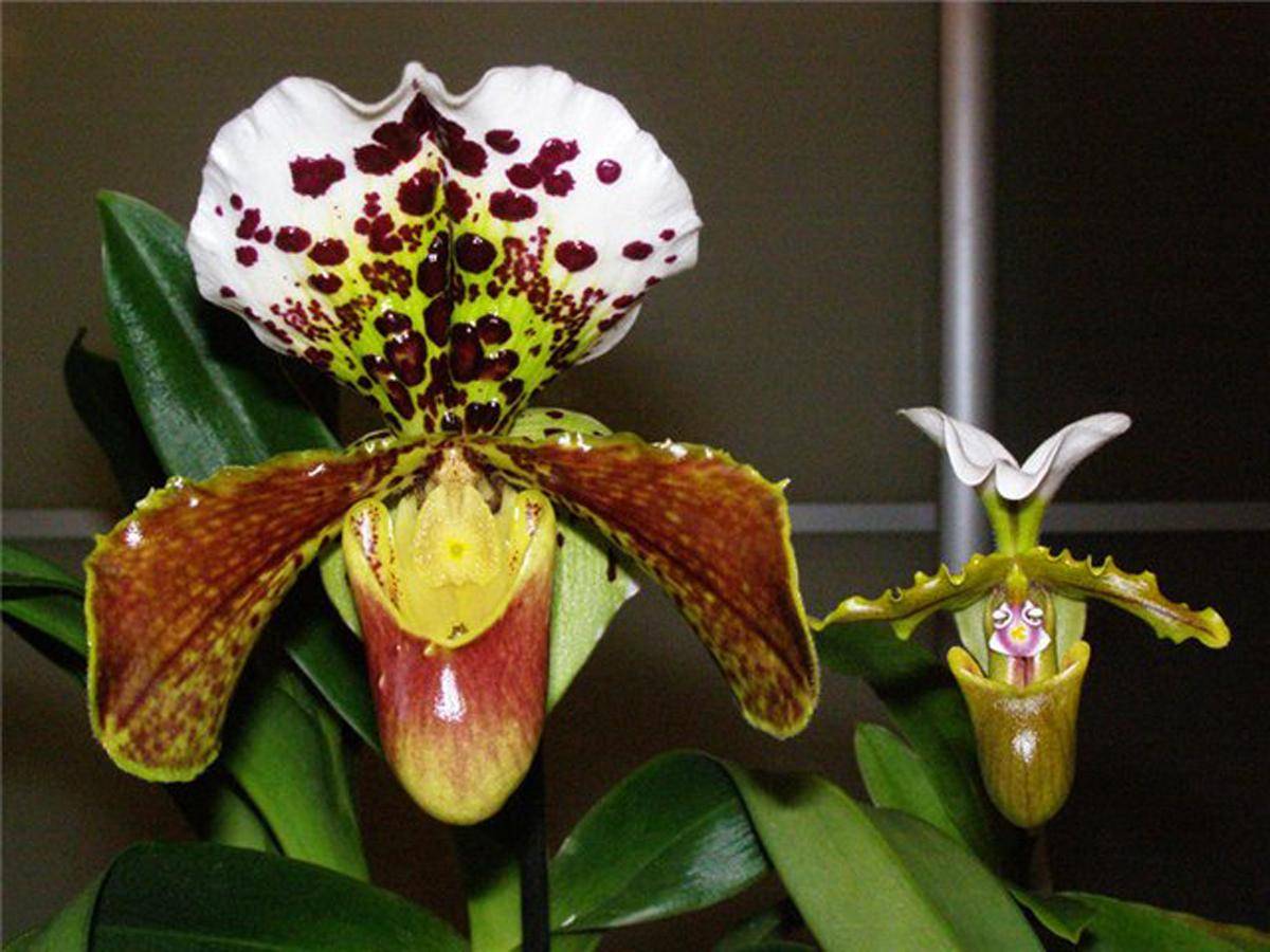 Орхидея венерин башмачок: уход в домашних условиях, фото пафиопедилума, сорта туфельки: гратриксианум, китайская, малазийская золотая, вьетнамская и другие виды