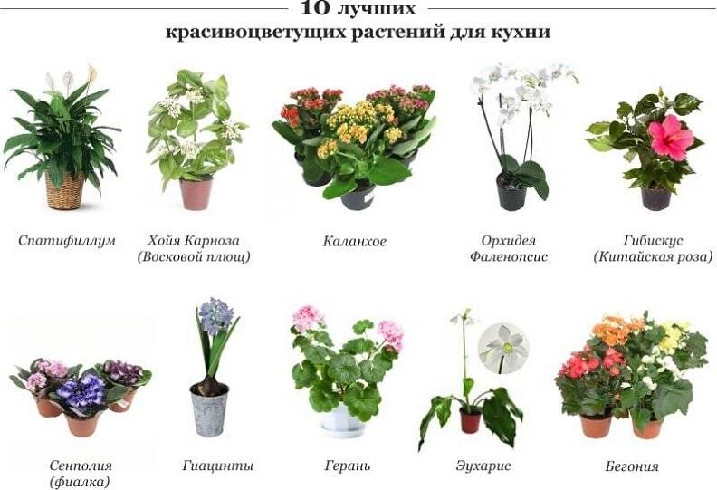 Цветущие комнатные растения: названия, фото и описания (каталог)