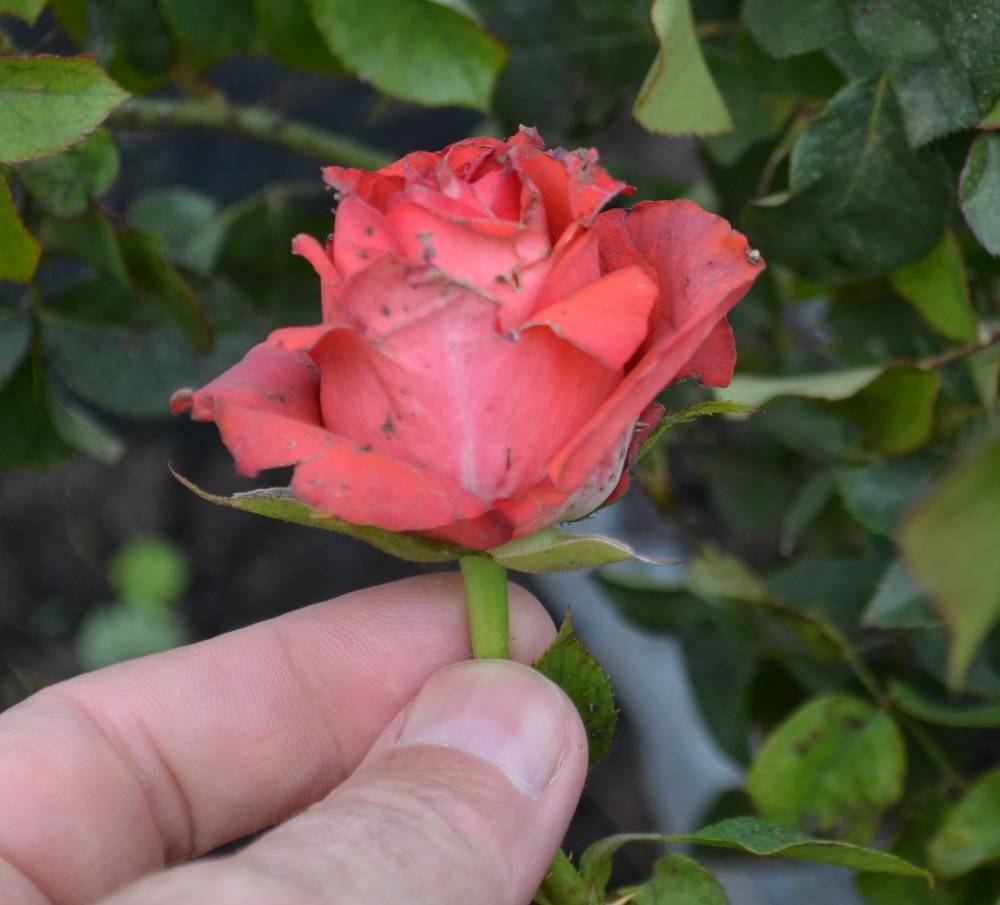 Чайно-гибридные розы: посадка и уход в открытом грунте