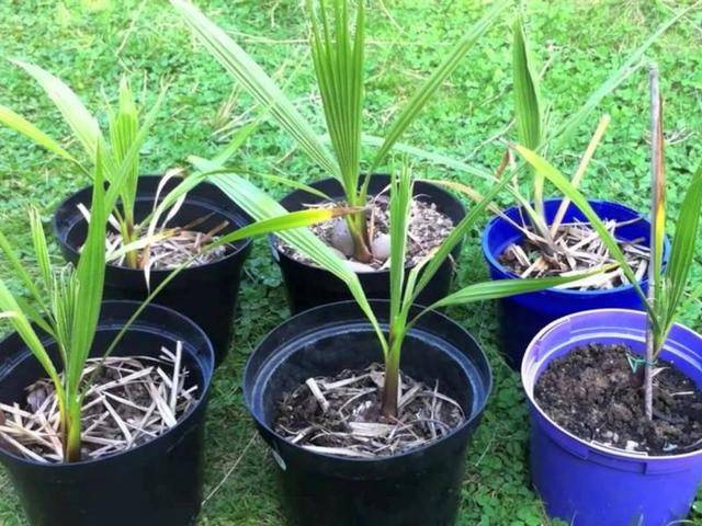 Пальма вашингтония: особенности выращивания