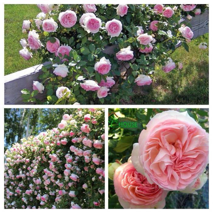 Роза фёрст леди: описание, фото. как вырастить фёрст леди в своем саду - прекрасные цветы