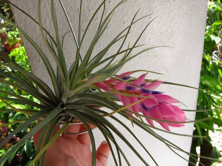 Описание и правила выращивания цветка тилландсия: освещение, температура, полив и грунт