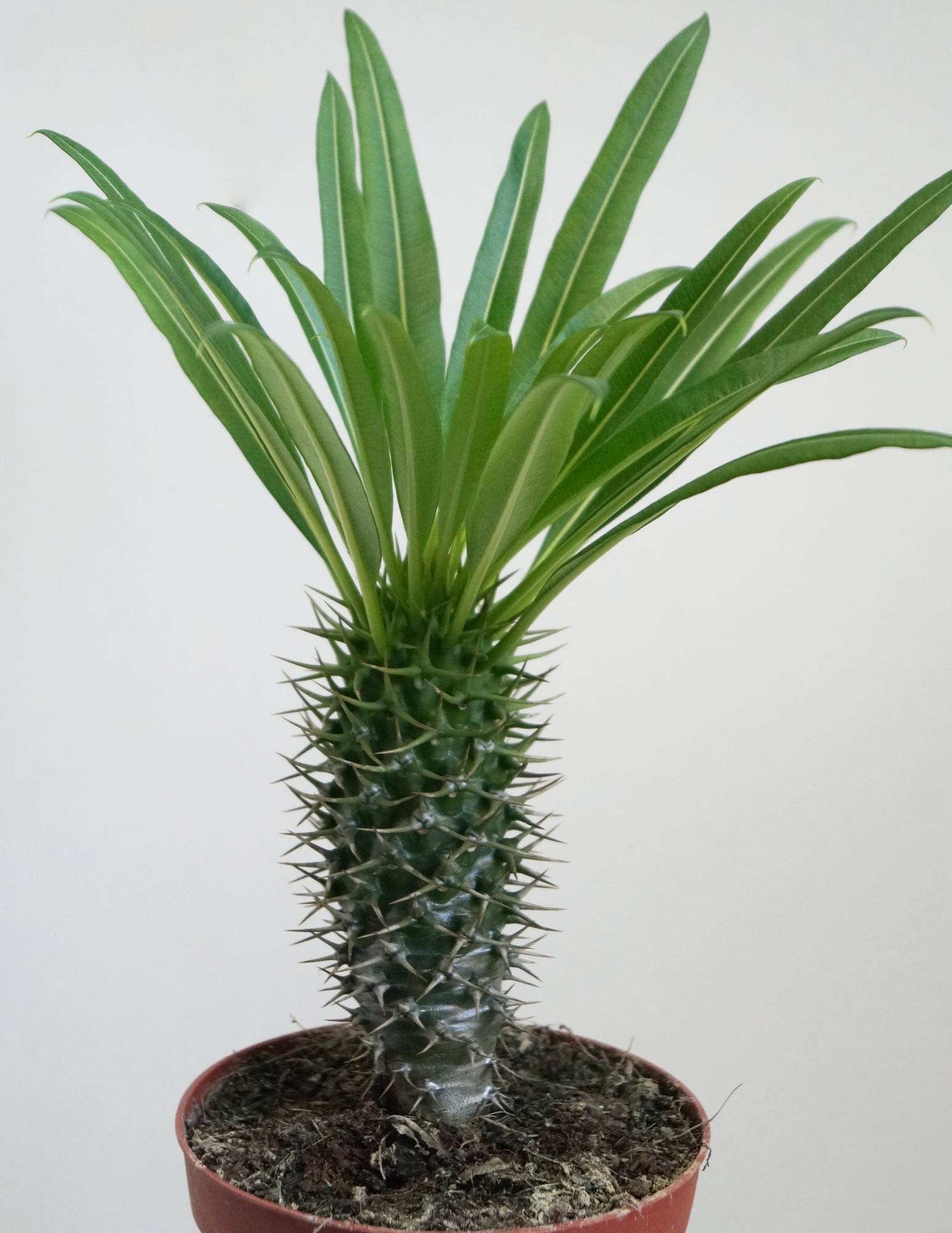 Пахиподиум - мадагаскарская пальма: домашние виды с фото, уход