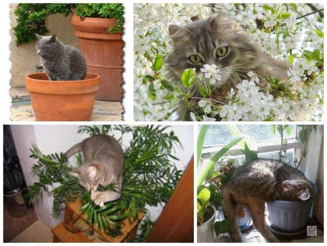 Комнатные растения и травы, которые можно выращивать для кошек, перечень с описаниями