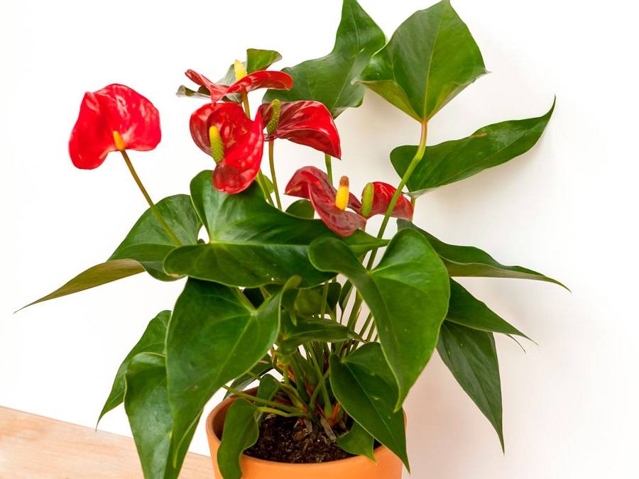 Антуриум (цветок "мужское счастье"): уход в домашних условиях