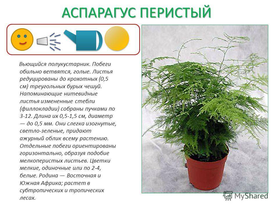 Аспарагус asparagus - описание видов, уход, проблемы выращивания