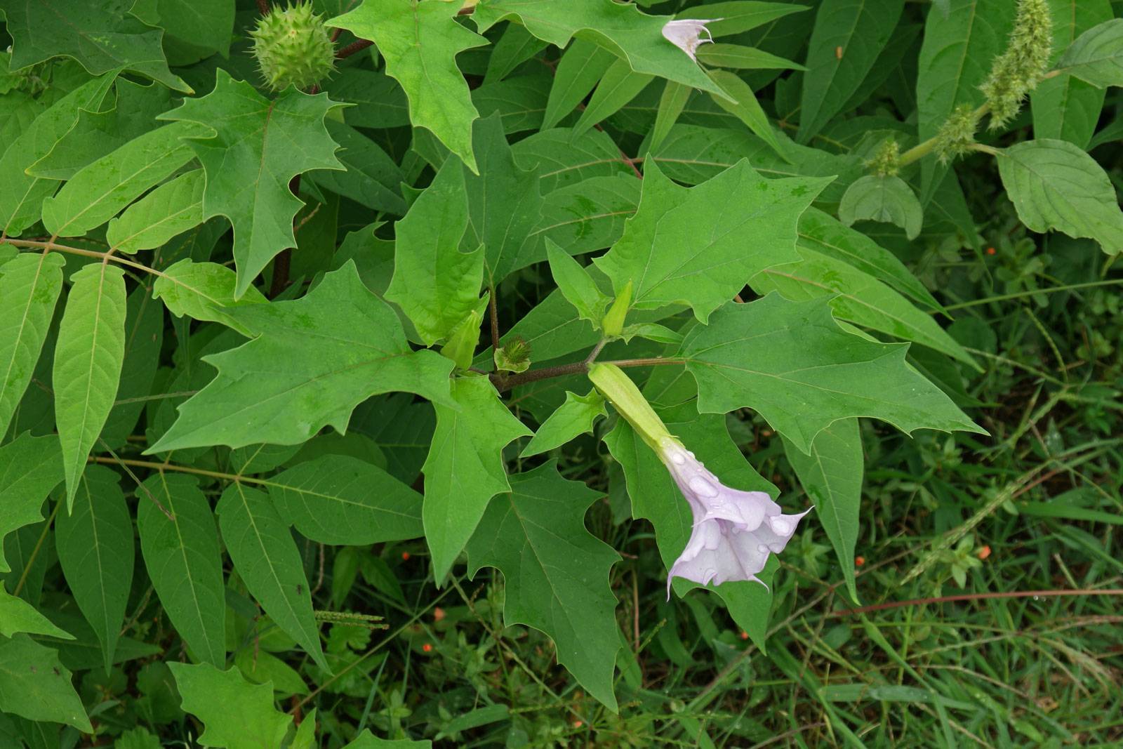 Ядовитое растение дурман обыкновенный: ботаническое описание, лечебные свойства