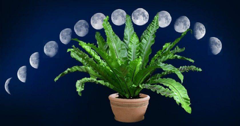 Влияние фаз луны на растения
