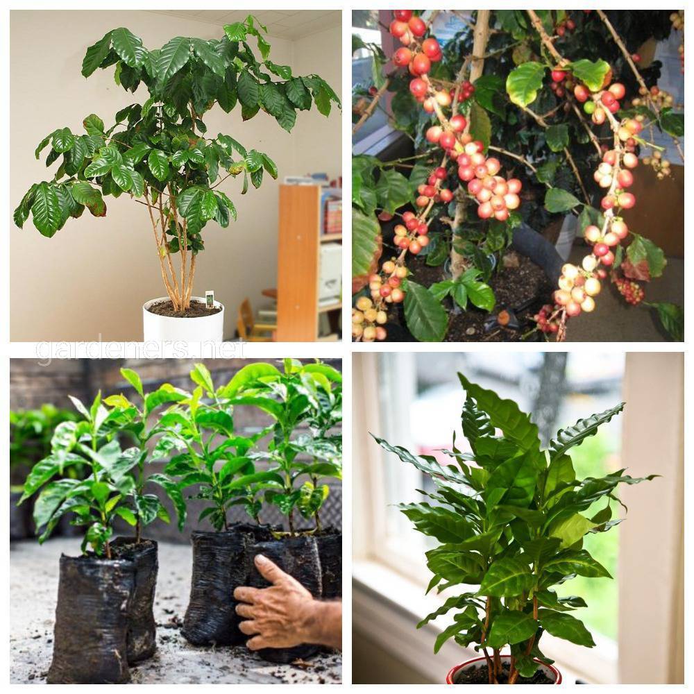 Кофейное дерево в доме: посадка семян и черенков, возделывание