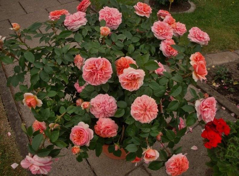Роза чипендейл (chippendale) - описание, фото, агротехника
