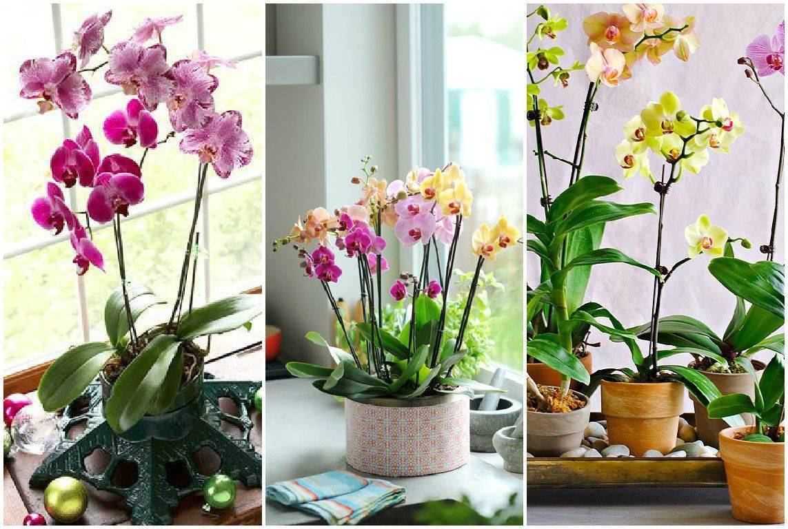 Почему орхидея не цветет, как заставить её цвести