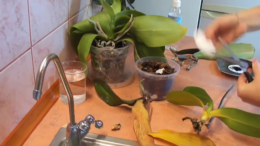 Как реанимировать орхидею, если у цветка гниют корни и вянут листья