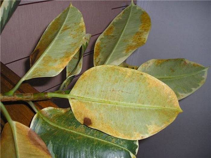 Почему желтеют и опадают листья у фикуса: что делать
