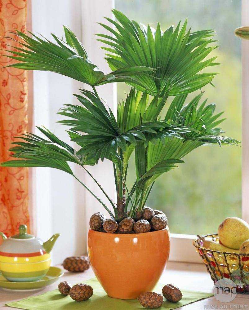 Пальма ливистона — как посадить и ухаживать дома
