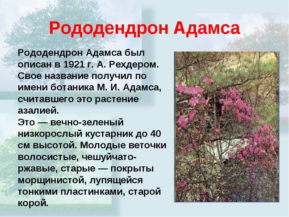 Рододендрон адамса (душистый багульник): описание, где растет, фото травы