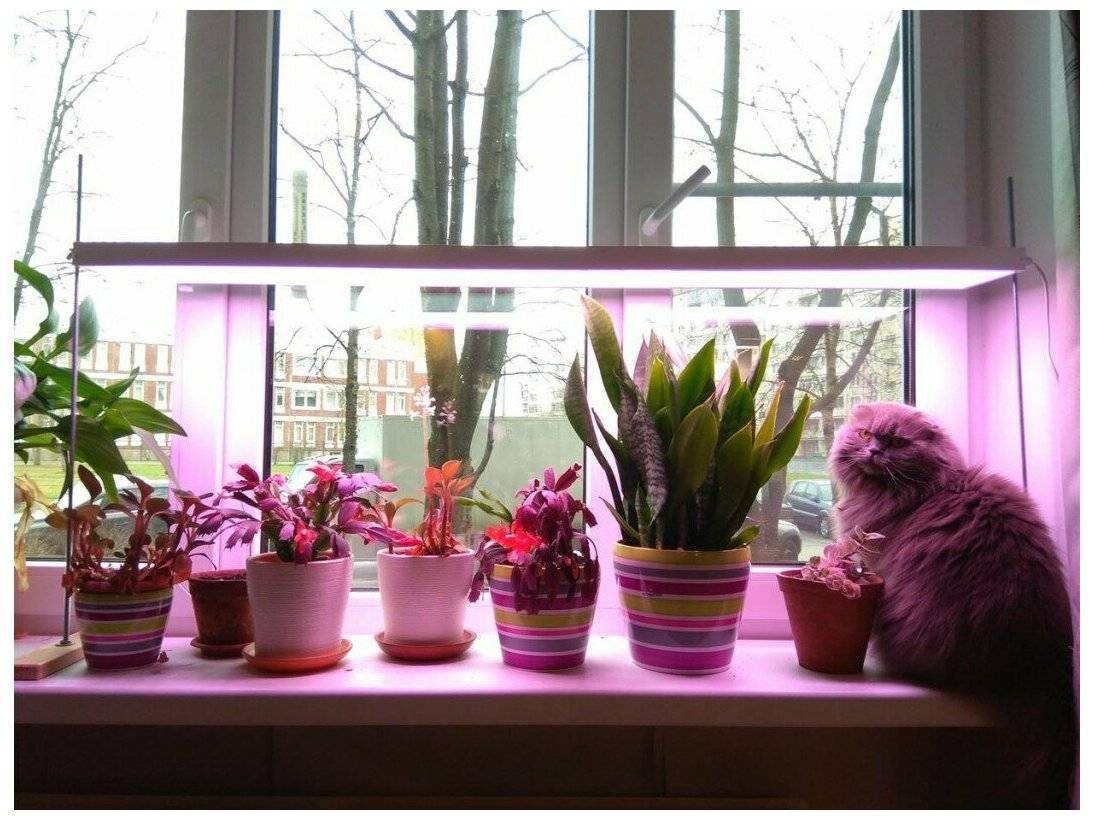 Лампа для комнатных цветов: для чего нужно дополнительное освещение, как выбирать фитолампы и как правильно устанавливать подсветку для растений