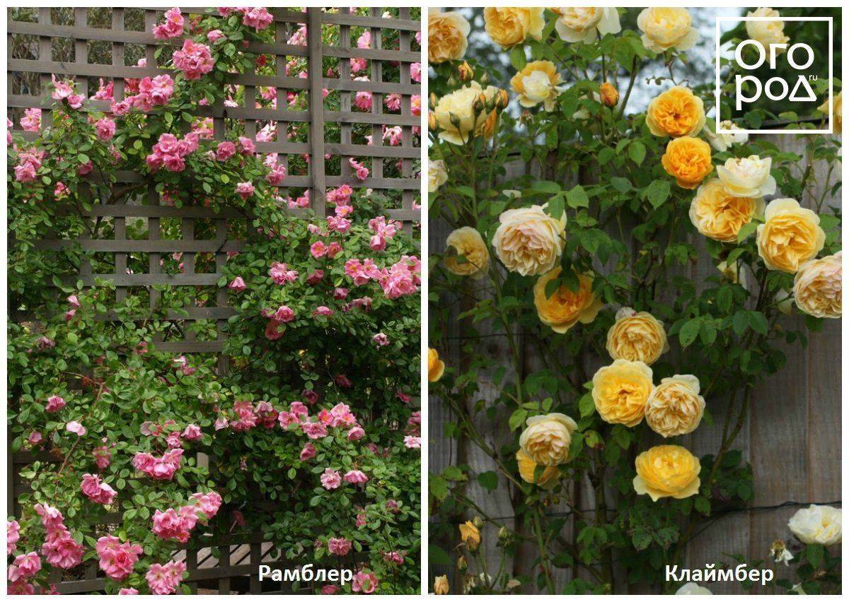 Казино роза - описание сорта, основные качества, плюсы и минусы | розоцвет