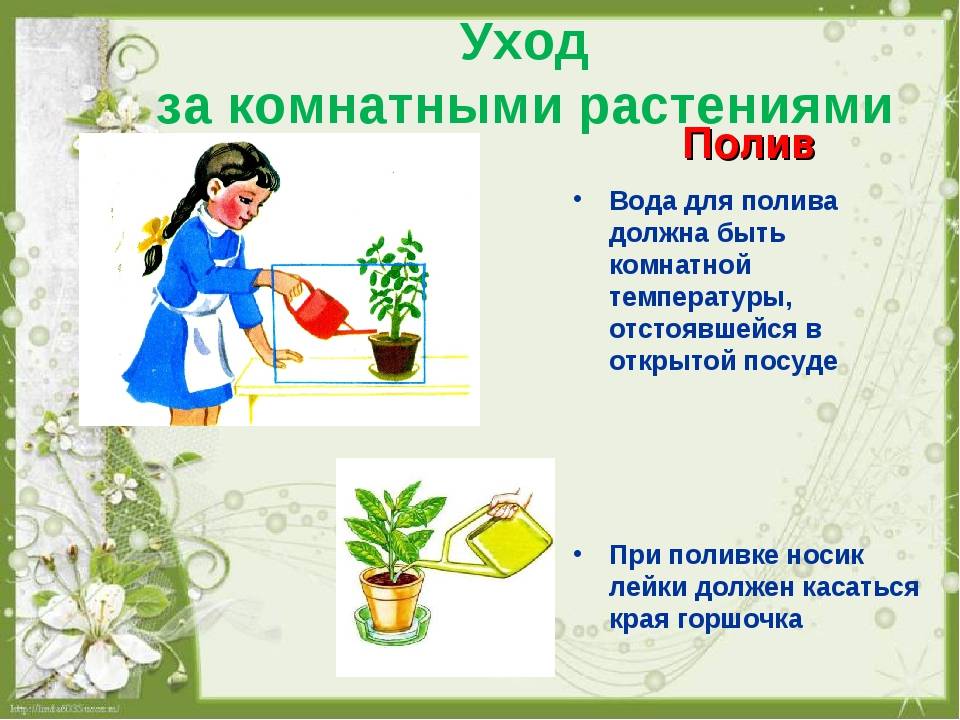 Как ухаживать за цветами домашними. комнатные цветы. как ухаживать за комнатными цветами: правильный уход за домашними растениями. | здоровое питание
