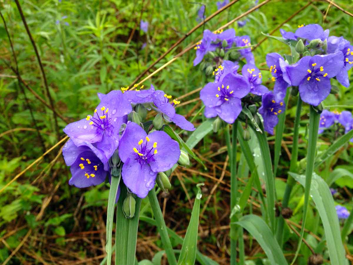 Традесканция виргинская Tradescantia virginiana