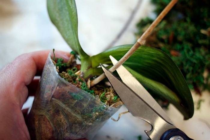 Как обрезать орхидею после цветения и в каких случаях требуется обрезка цветоноса, надо ли отрезать листья при пожелтении и какой нужен уход