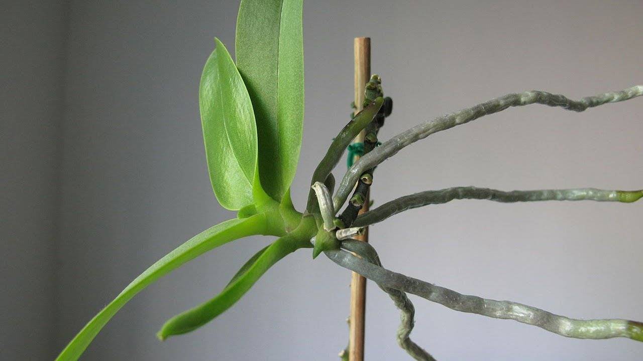 Размножение орхидеи листом в домашних условиях: как можно развести и как восстановить цветок, фото и видео от специалистов
