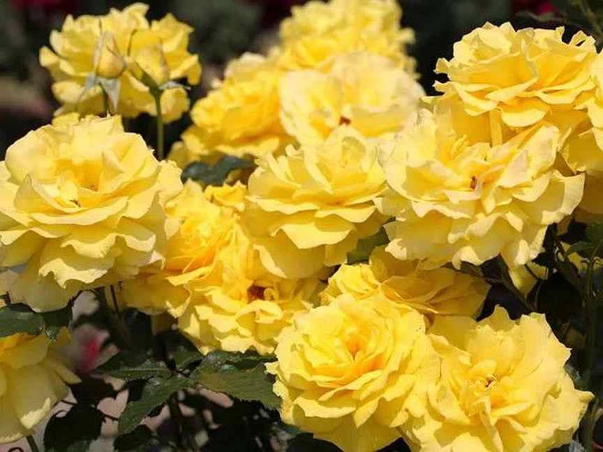 Роза флорибунда фрезия: отзывы, фото, описание сорта, выращивание, посадка и уход за кустами