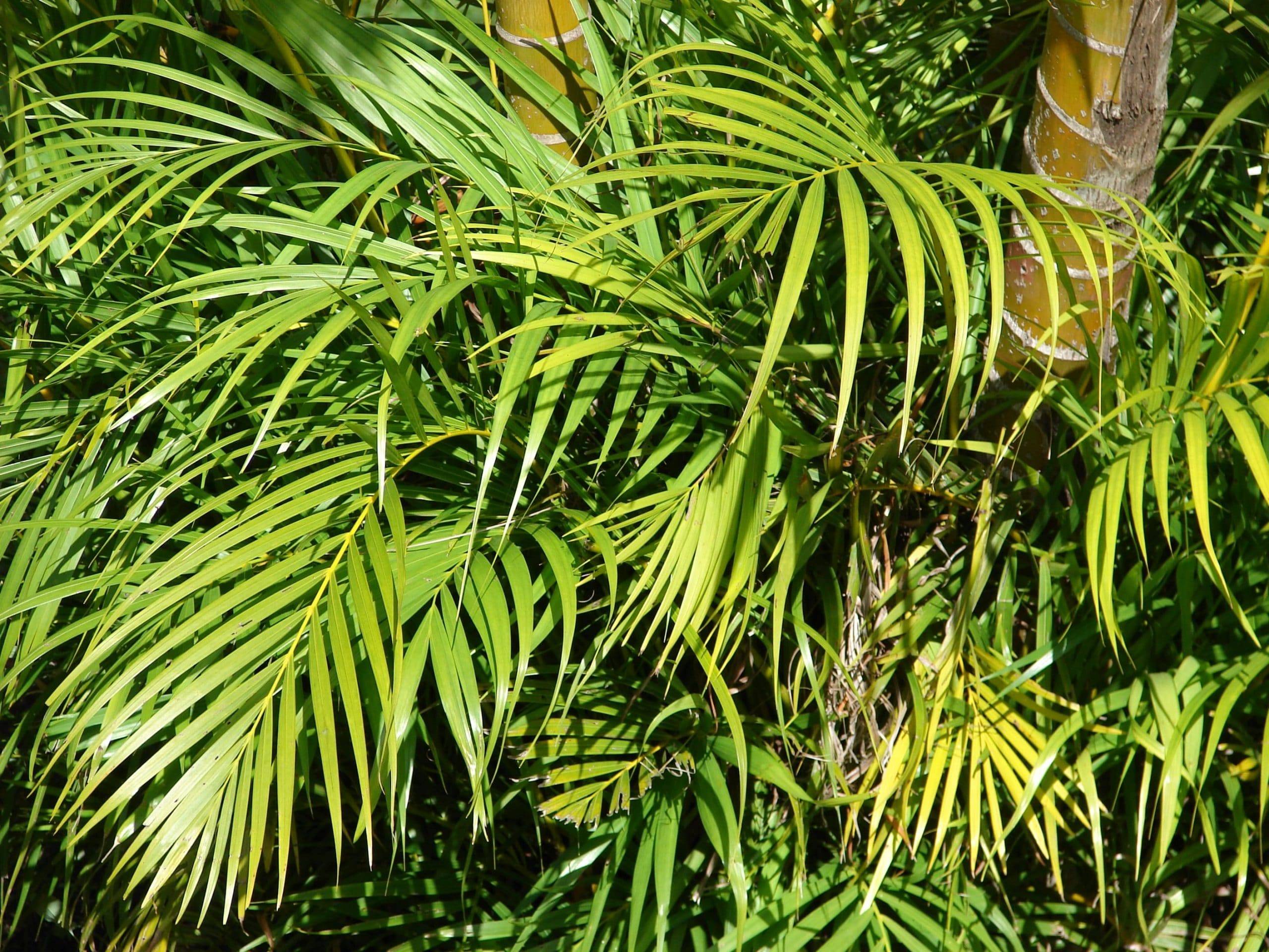 Арека пальма: описание и уход в домашних условиях