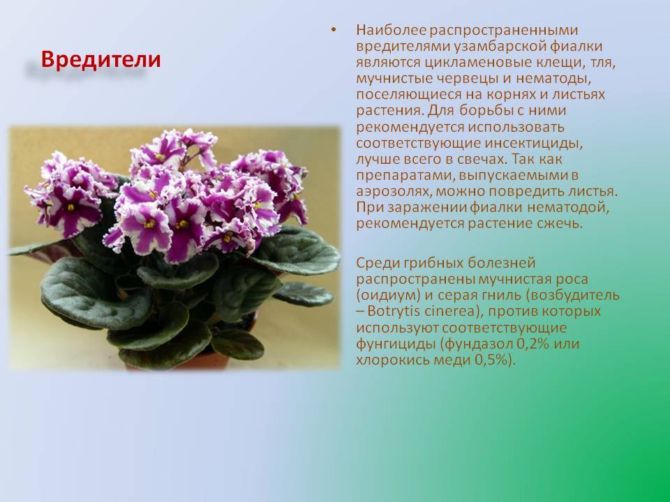 Сенполия - самое любимое комнатное растение российских цветоводов