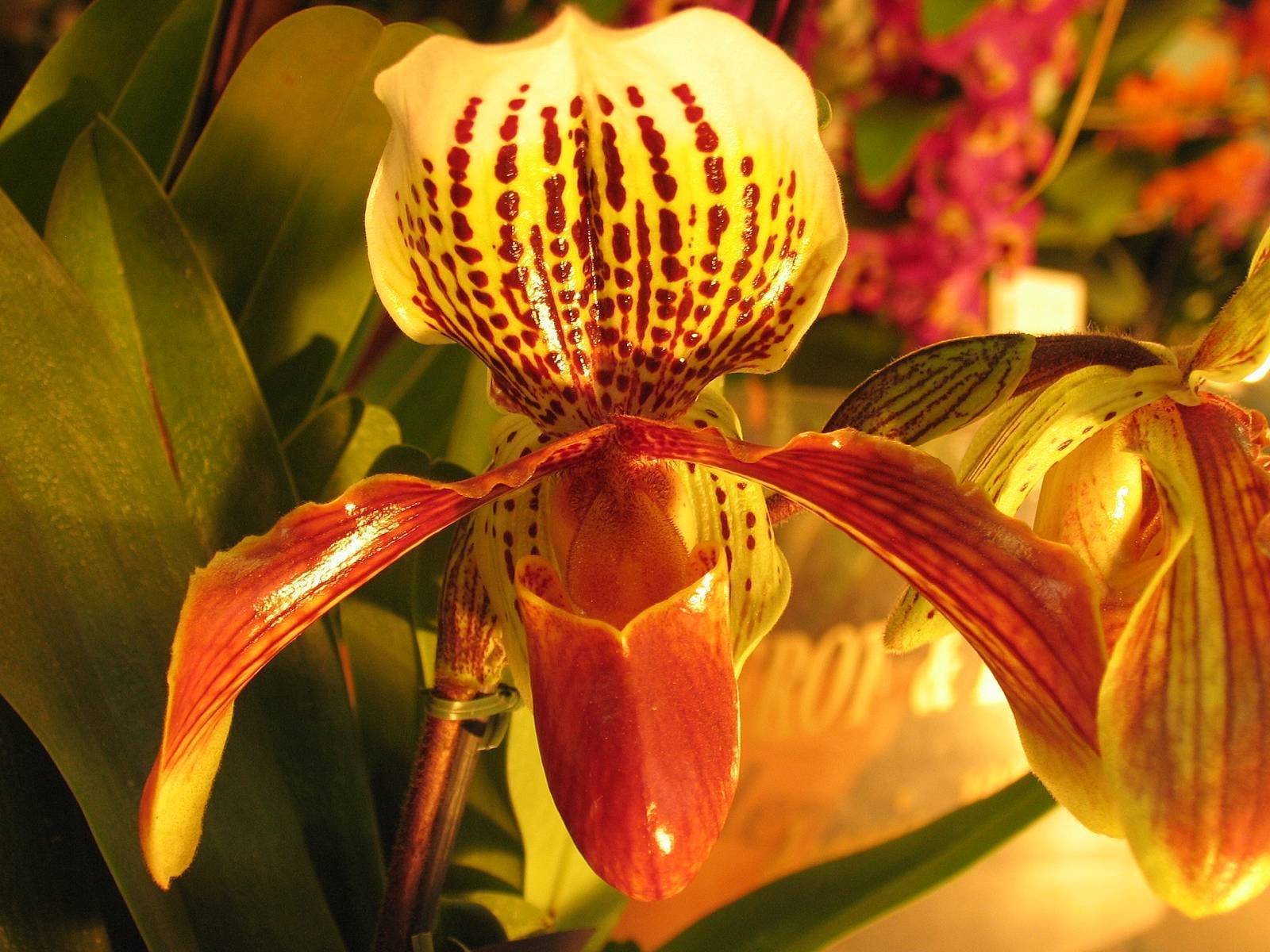 Орхидея венерин башмачок: внешний вид растения, различные сорта с фото, уход в домашних условиях, размножение цветка, возможные болезни и вредители selo.guru — интернет портал о сельском хозяйстве