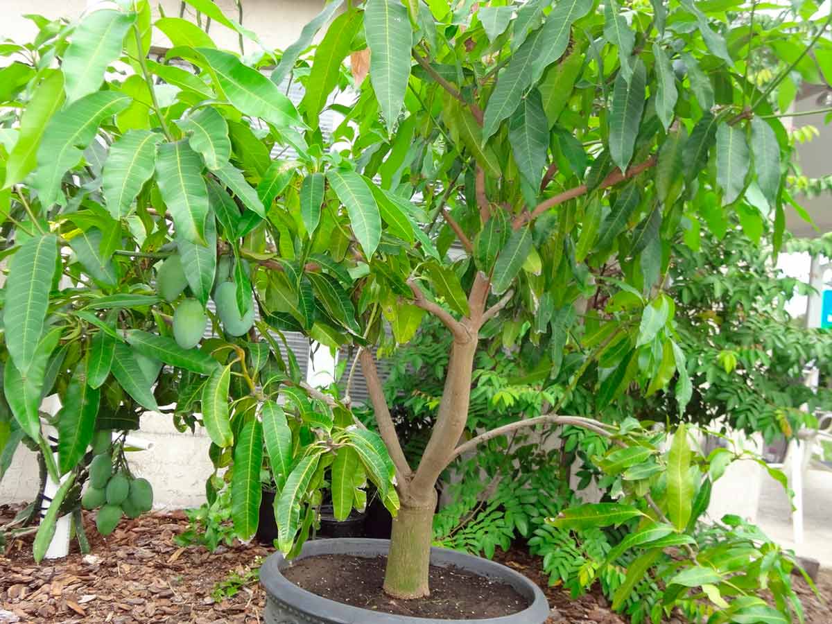 Как вырастить манго из косточки в домашних условиях в горшке: от посадки до ухода за деревом