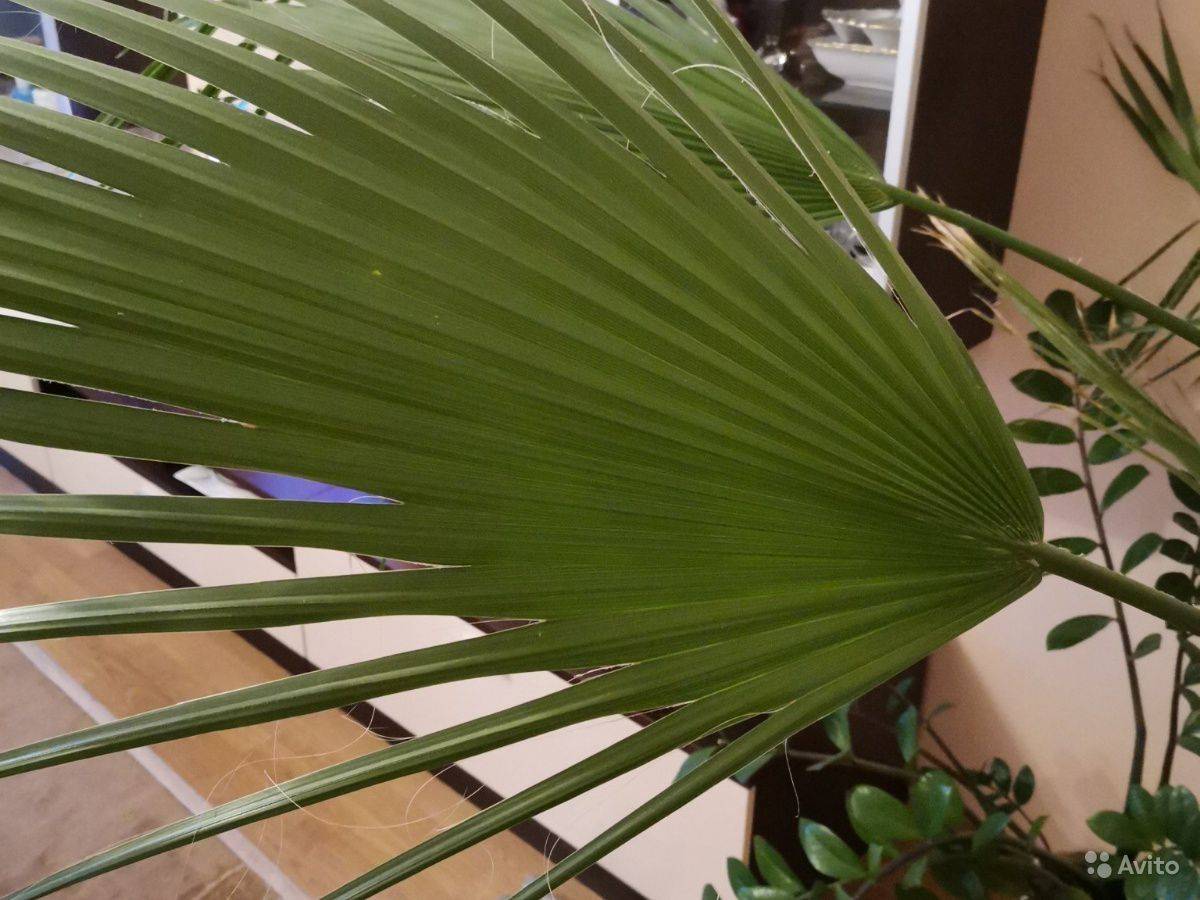 Комнатные пальмы неприхотливые: фото и названия
