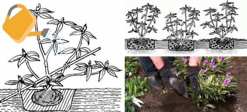 Рододендроны посадка и уход в открытом грунте для новичков - сад и огород