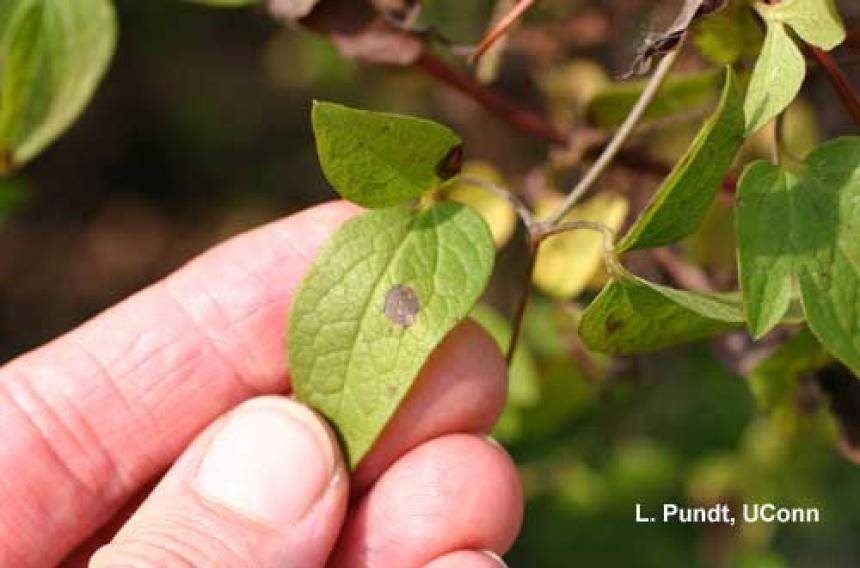Клематисы: болезни, почему желтеют листья у клематиса, и что делать