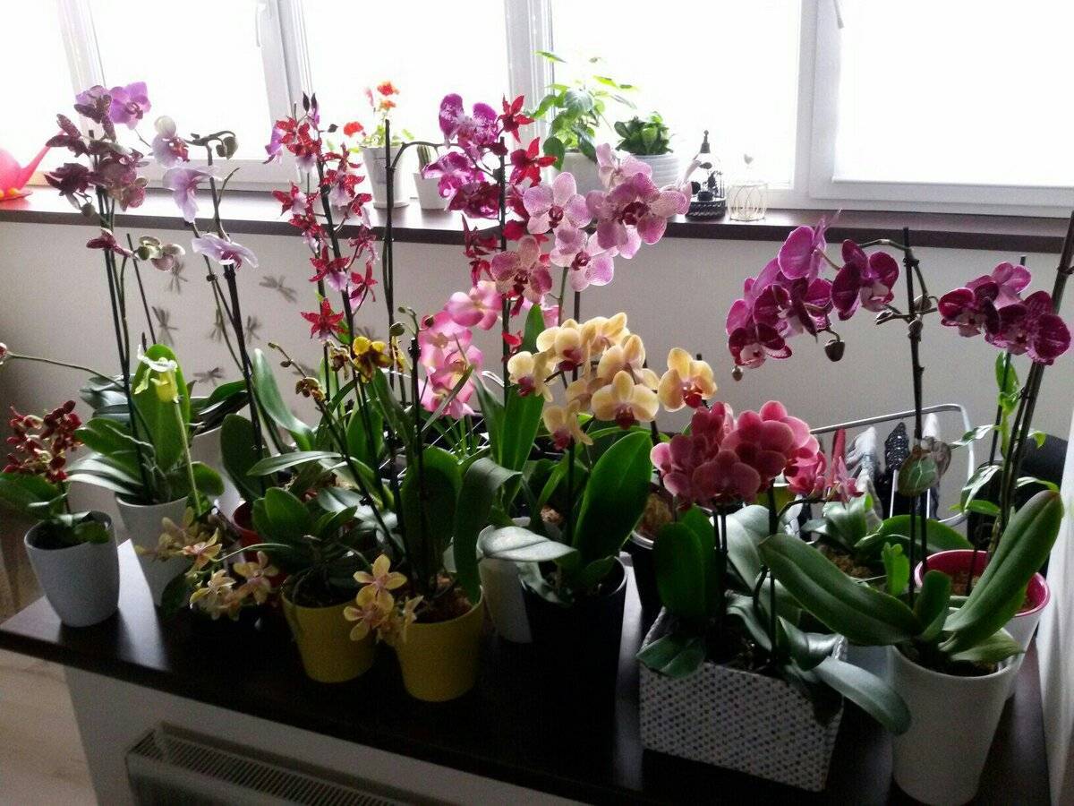 Как заставить цвести орхидею повторно в домашних условиях - 2 способа стимуляции цветения