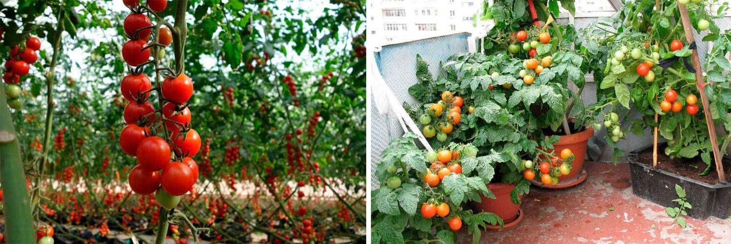 Посадка помидоров в открытый грунт – когда и как высаживать, по лунному календарю в 2021 году, правильно, схема, видео
