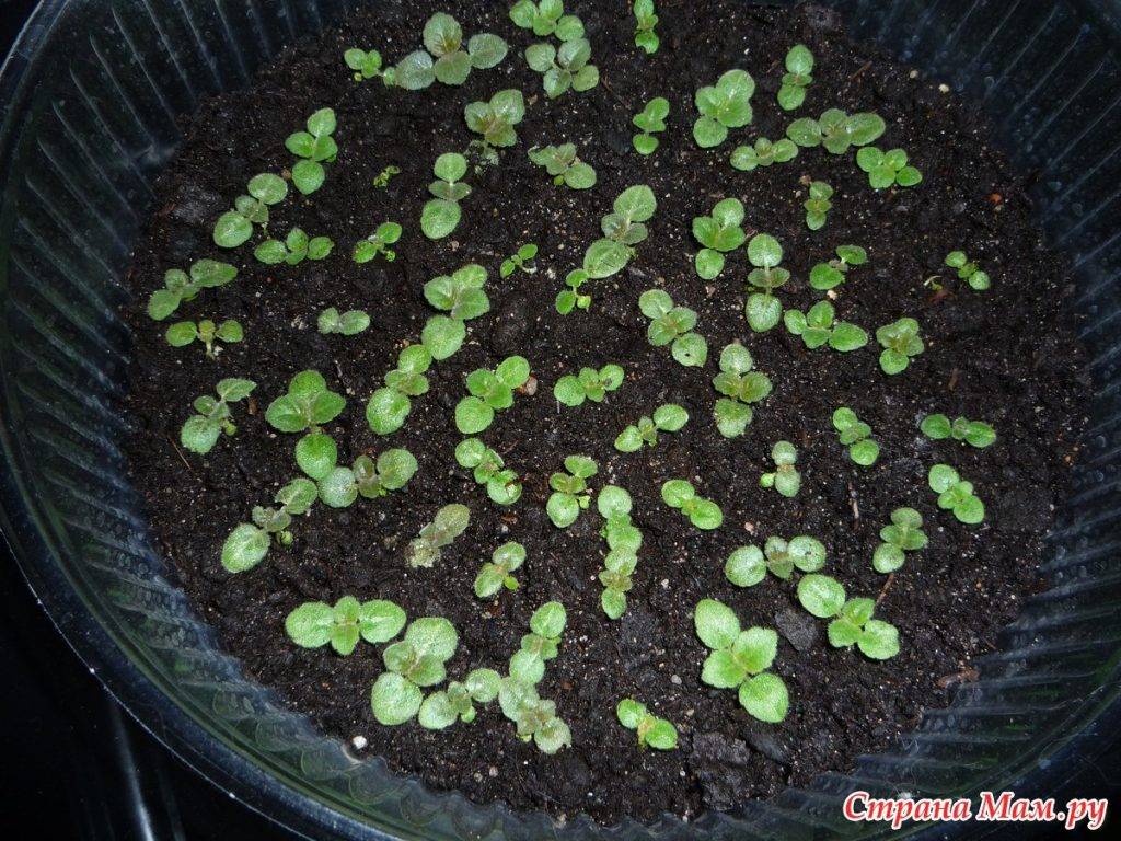 Когда сажать глоксинию семенами, как они выглядят и как собрать, также как посадить и другие нюансы размножения в домашних условиях, посева и ухода