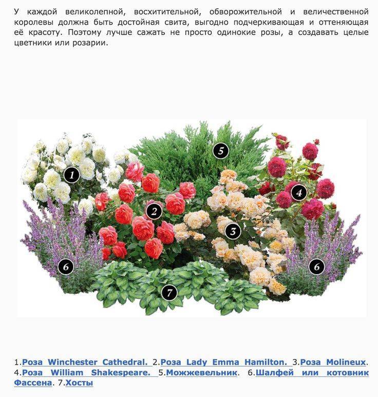 Идеальные трио. цветники из всего трех многолетников. фото — ботаничка.ru