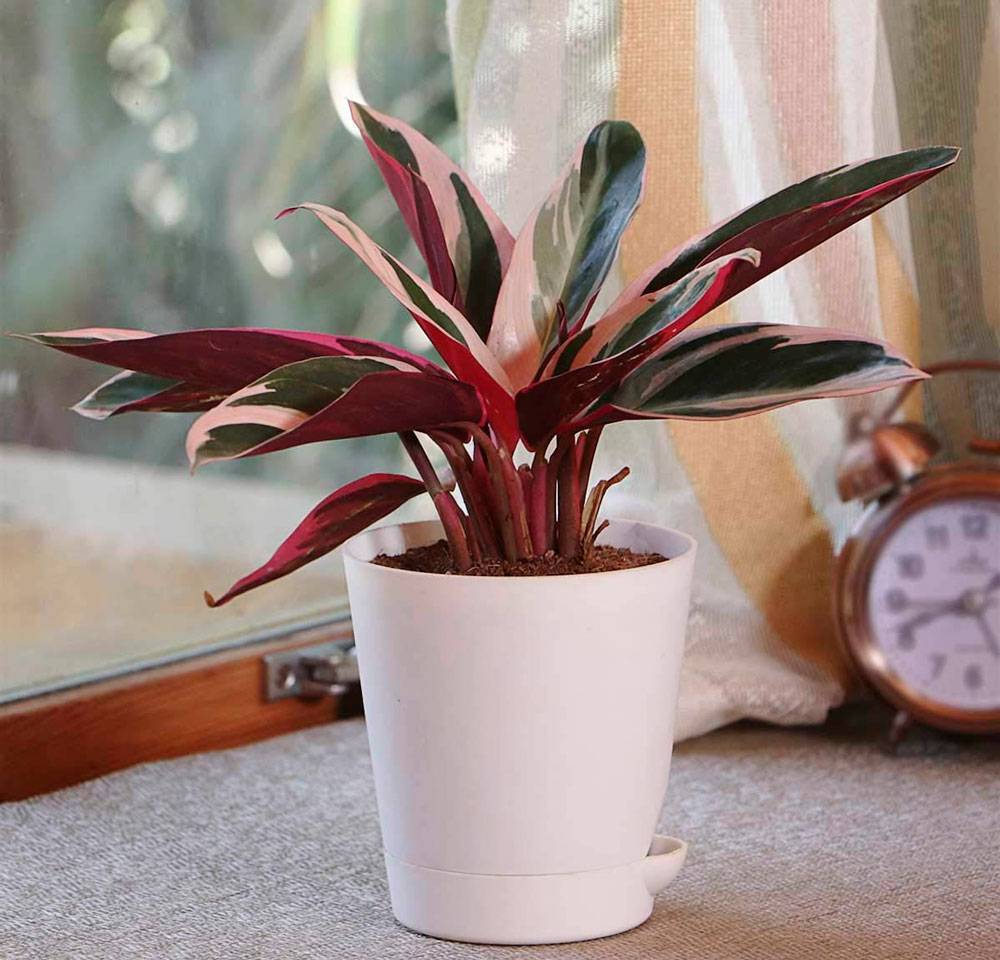 Уход в домашних условиях за комнатным растением строманта: почему сохнут листья цветов, фото