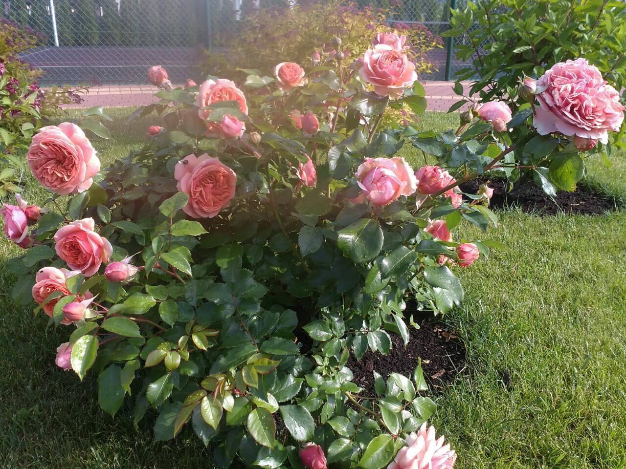 Роза шраб сахара (sahara) купить выгодно ✵ сады-эдема.рф – интернет магазин растений для сада