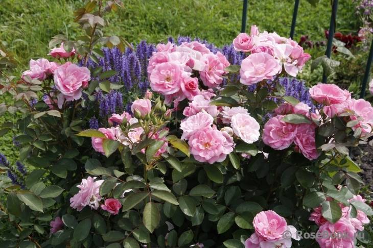 О розе prairie joy: описание и характеристики сорта канадской парковой розы
