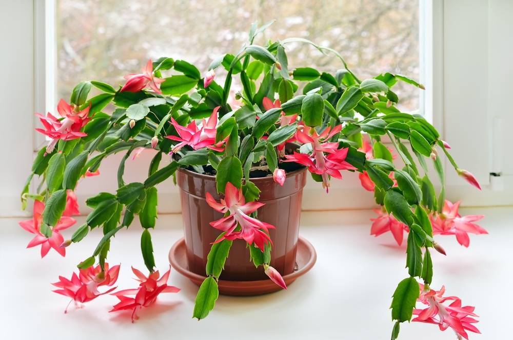 Лучшие цветы для южных окон: описание светолюбивых комнатных растений и уход за ними