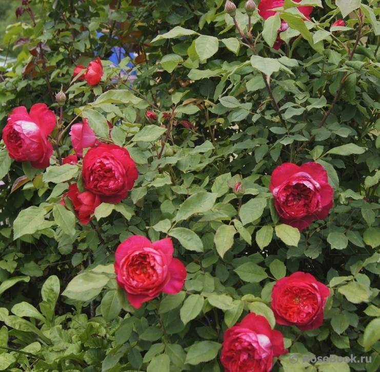 Роза бенджамин бриттен: особенности выращивания