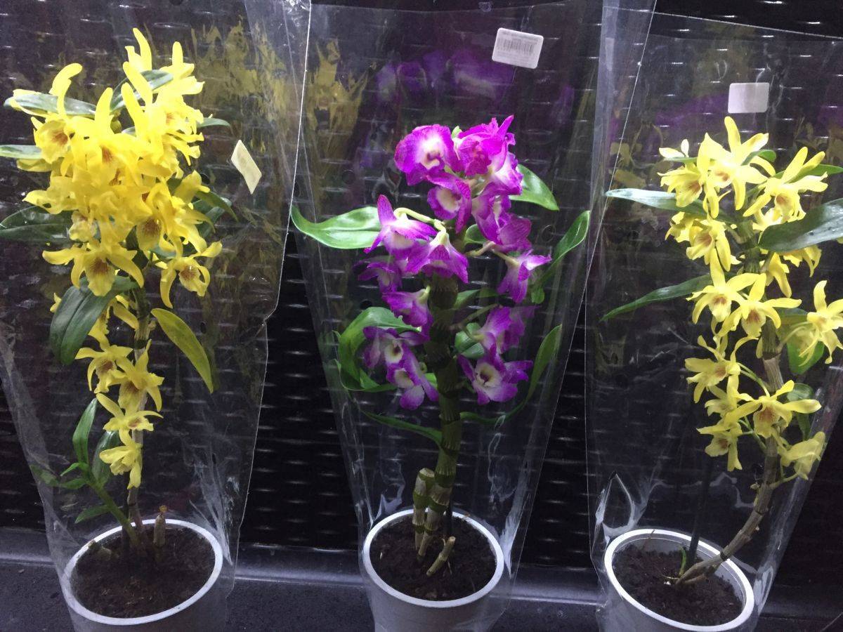 Размножение орхидеи дендробиум в домашних условиях: правила пересадки детками и черенками, как выбрать грунт и какой уход потребуется за древовидным растением
