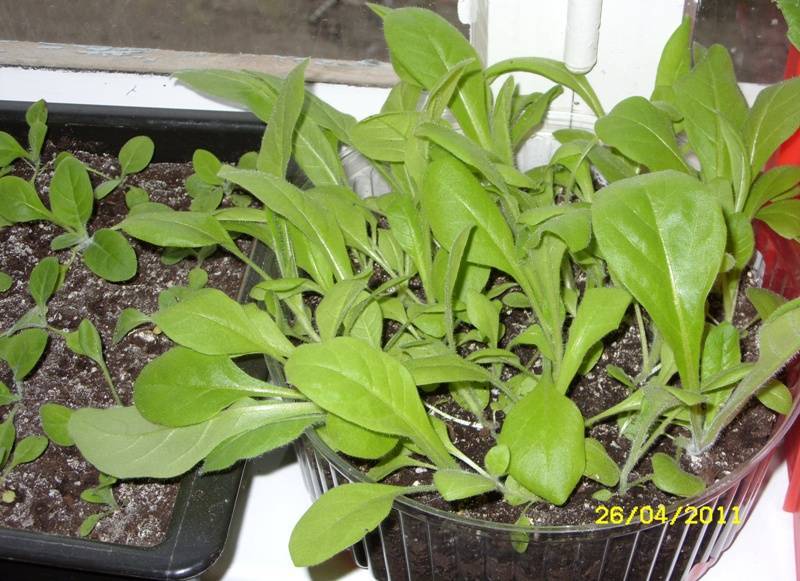 Табак душистый выращивание из семян когда сажать на рассаду