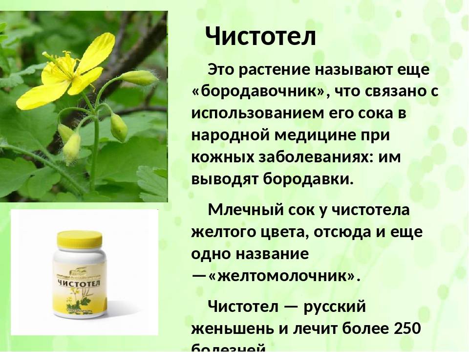 Чистотел: от чего помогает, лечебные свойства, противопоказания и рецепты - sammedic.ru
