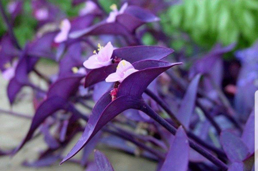 Домашний комнатный цветок с фиолетовыми листьями